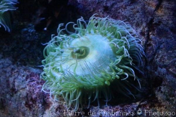 Giant green anemone