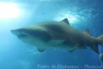 Sand tiger shark