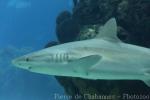 Blacknose shark