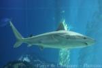 Blacktail reef shark