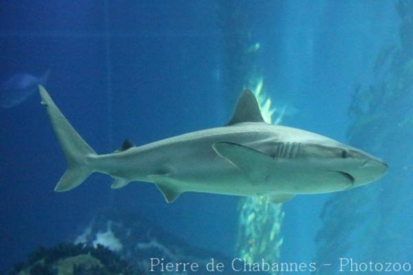 Blacktail reef shark