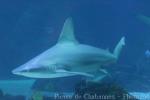 Sandbar shark