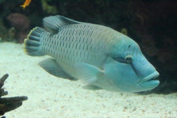 Humphead wrasse