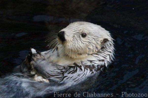 Sea otter