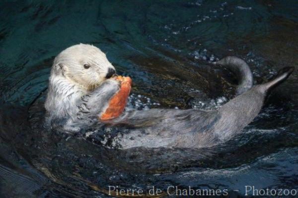 Sea otter