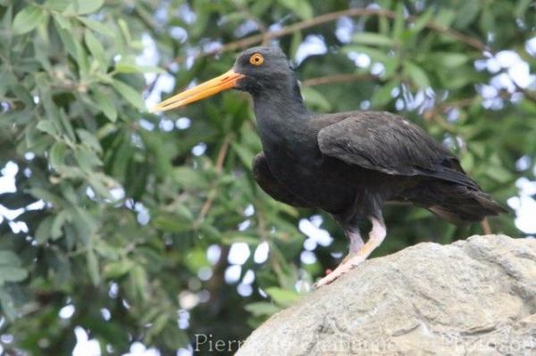 Black oystercatcher