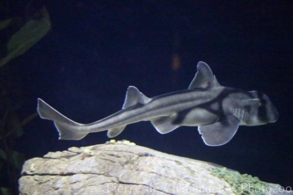 Port Jackson shark