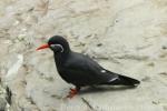 Inca tern