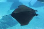 Lesser devil ray