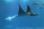 Lesser devil ray