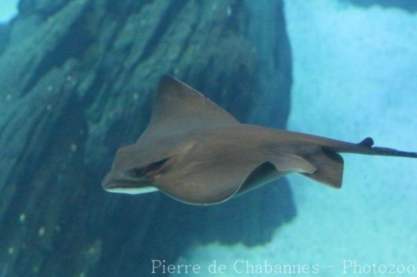 Common eagle ray