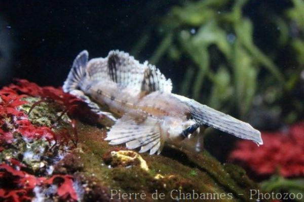 Sailfin sculpin