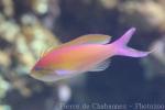 Threadfin anthias