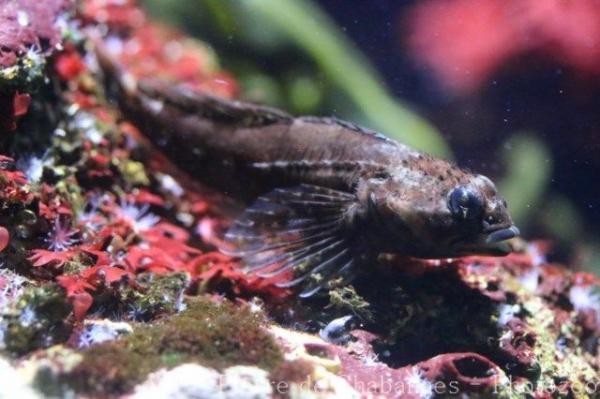 Tidepool sculpin