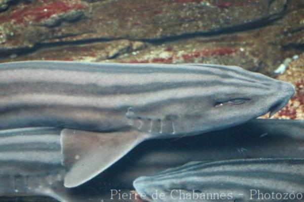 Striped catshark