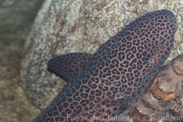 Leopard catshark