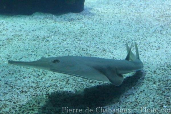 Blackchin guitarfish