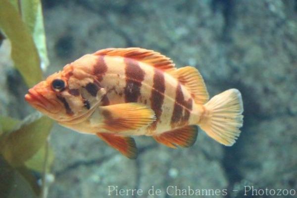 Tiger rockfish