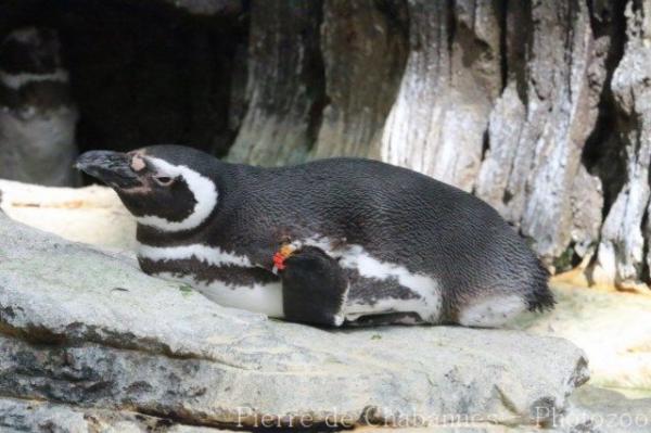 Magellanic penguin