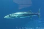 Great barracuda