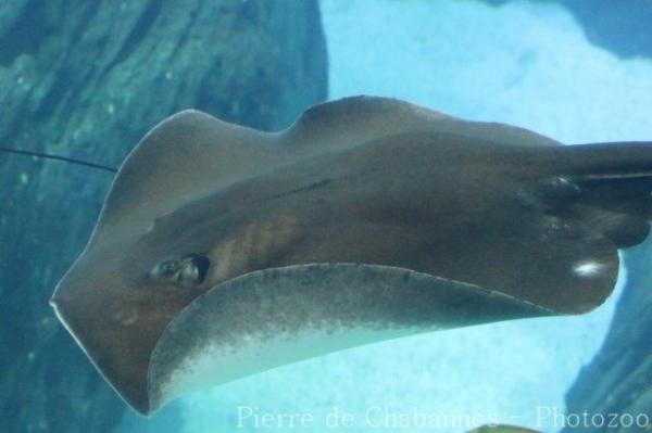 Round stingray