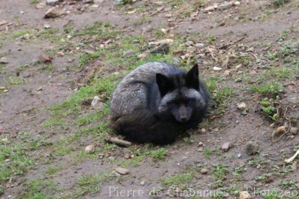 Arctic fox