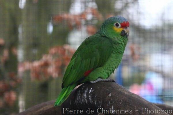 Red-lored amazon