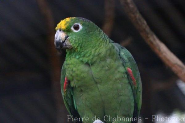 Southern mealy amazon