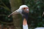 Australian sarus crane