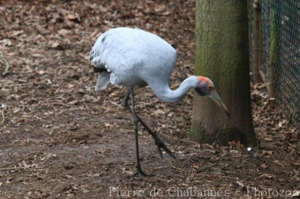 Brolga