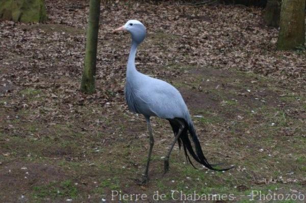 Blue crane