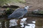 White-faced heron