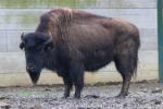 Wood bison