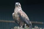 Long-legged buzzard