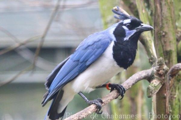 Black-throated magpie-jay