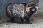 Raccoon dog