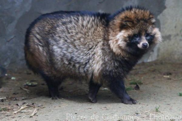 Raccoon dog