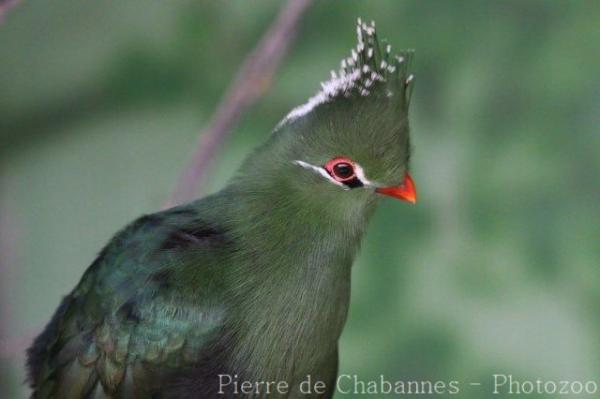 Livingstone's turaco