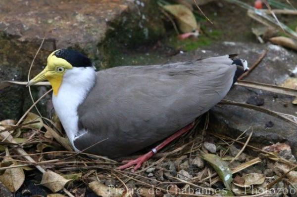 Masked lapwing