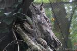 Long-eared owl