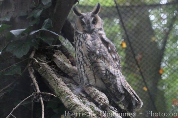 Long-eared owl