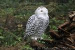 Snowy owl