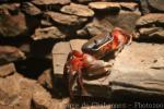 African rainbow crab