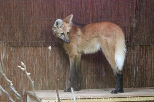 Maned wolf