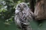 Ural owl