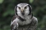 Northern hawk-owl