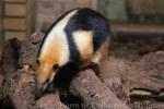 Southern tamandua