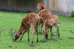 Western sitatunga