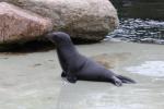 Californian sea-lion