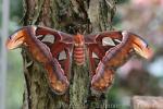 Atlas moth